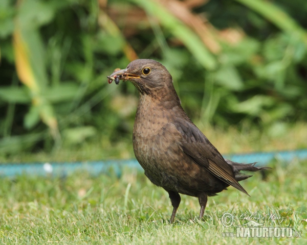 Blackbird (Turdus merula)