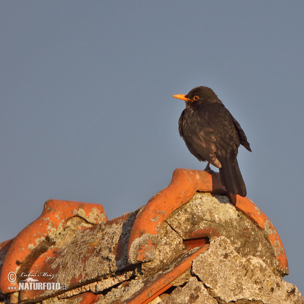 Blackbird (Turdus merula)