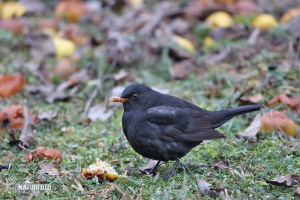 Blackbird (Turdus merula)