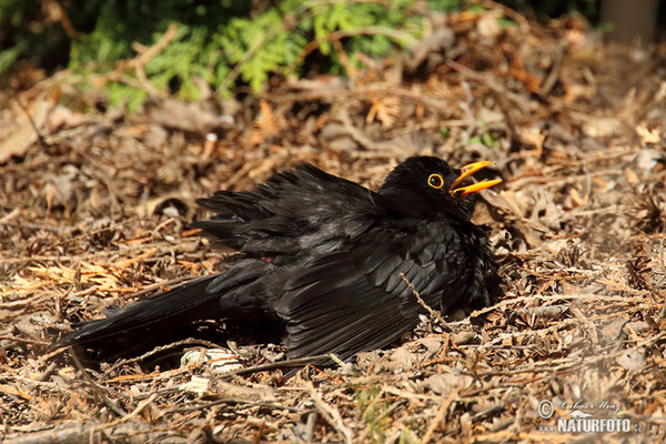 Blackbird (Turdus merula)