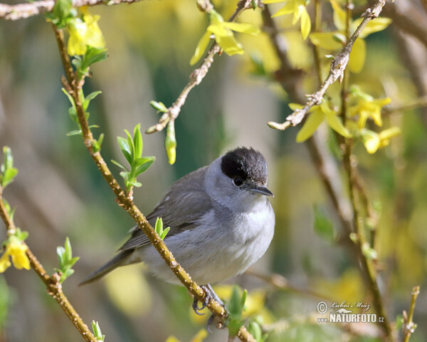 Blackcap (Sylvia atricapilla)