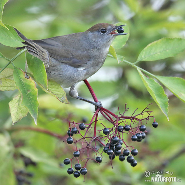 Blackcap (Sylvia atricapilla)