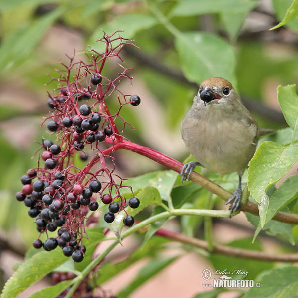 Blackcap (Sylvia atricapilla)