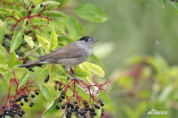 Blackcap (Sylvia atricapilla)