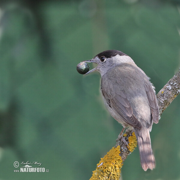 Blackcap (Sylvia atricapilla)