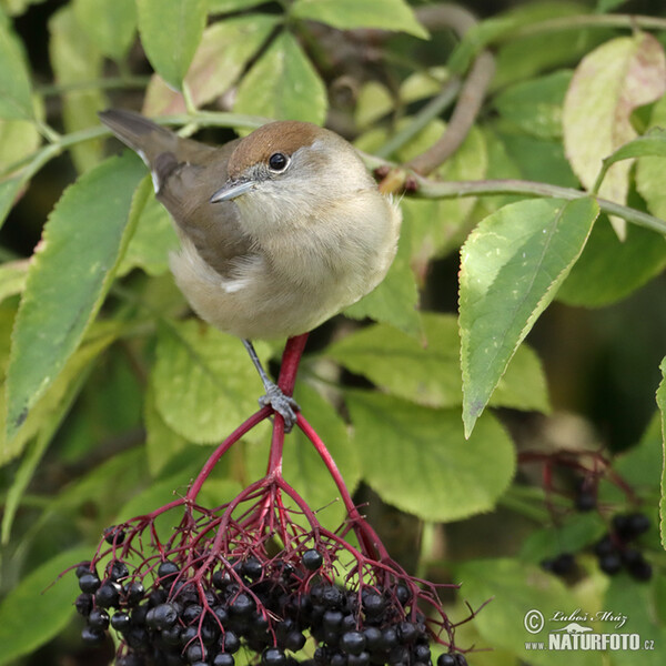 Blackcap (Sylvia atricapilla)