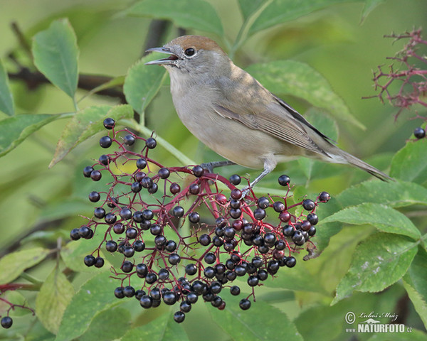 Blackcap (Sylvia atricapilla)