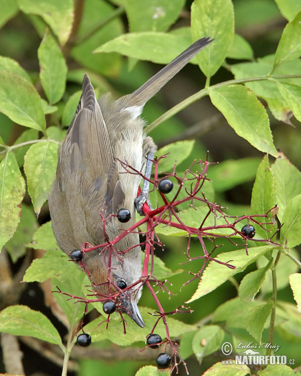 Blackcap (Sylvia atricapilla)