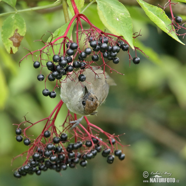 Blackcap (Sylvia atricapilla)