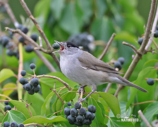 Blackcap (Sylvia atricapilla)