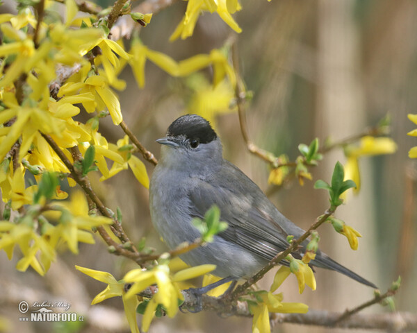 Blackcap (Sylvia atricapilla)