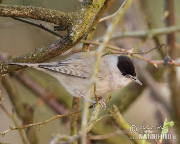 Blackcap (Sylvia atricapilla)