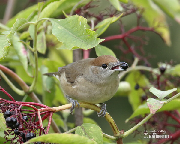 Blackcap (Sylvia atricapilla)