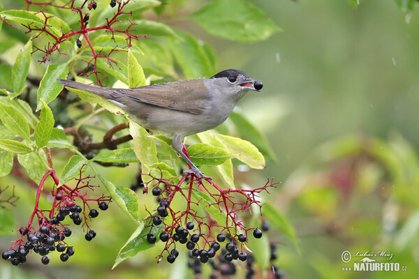 Blackcap (Sylvia atricapilla)