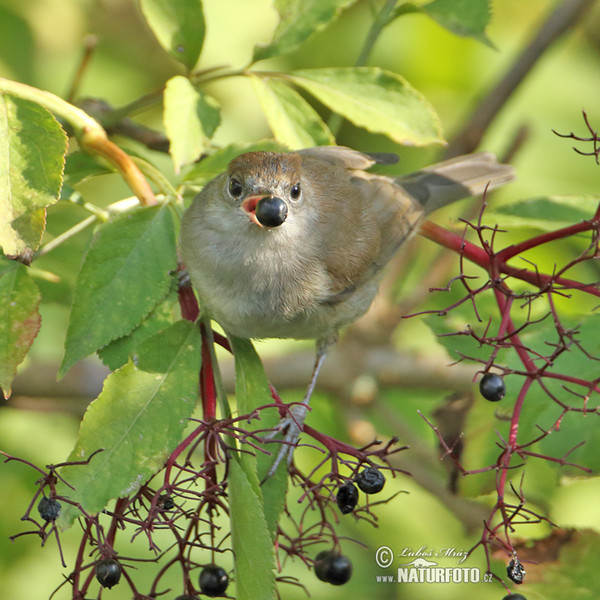 Blackcap (Sylvia atricapilla)