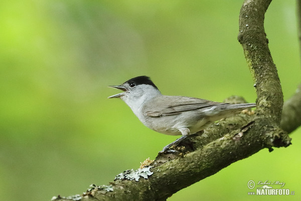 Blackcap (Sylvia atricapilla)