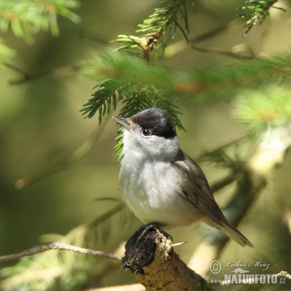 Blackcap (Sylvia atricapilla)