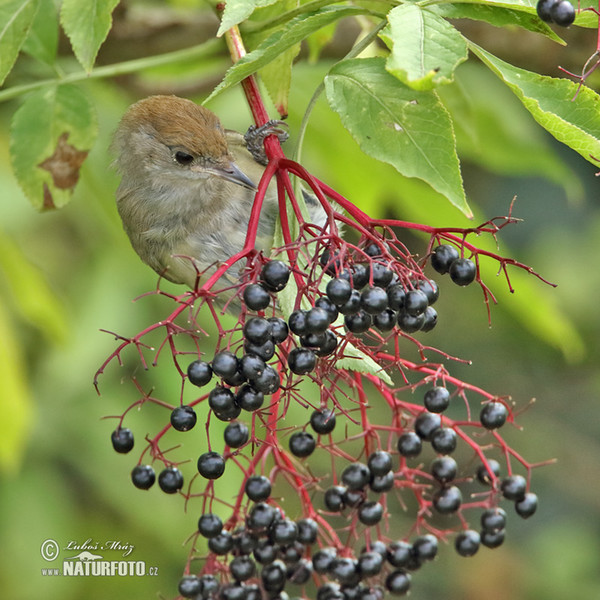 Blackcap (Sylvia atricapilla)