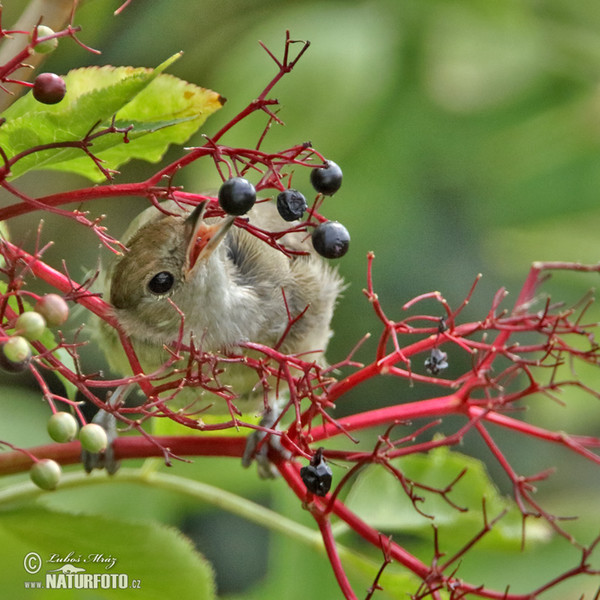 Blackcap (Sylvia atricapilla)