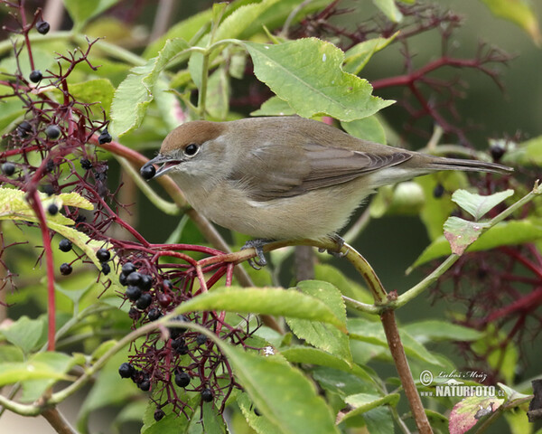 Blackcap (Sylvia atricapilla)