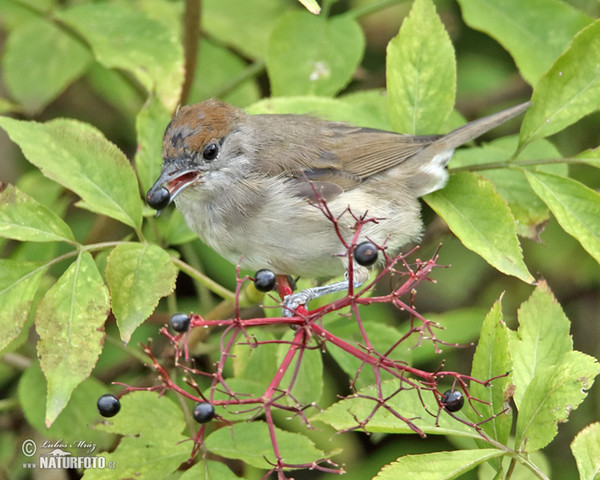 Blackcap (Sylvia atricapilla)