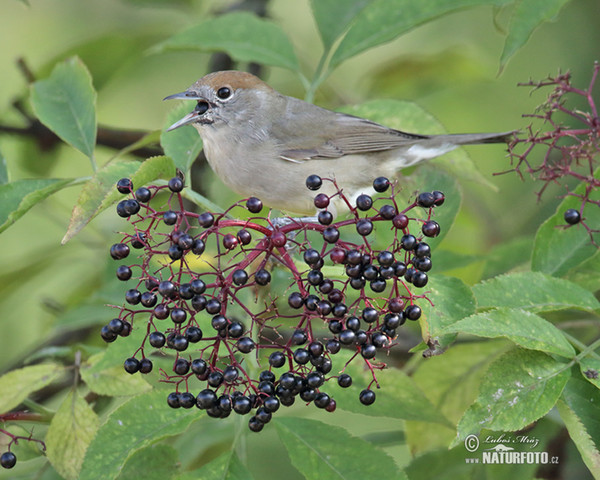 Blackcap (Sylvia atricapilla)