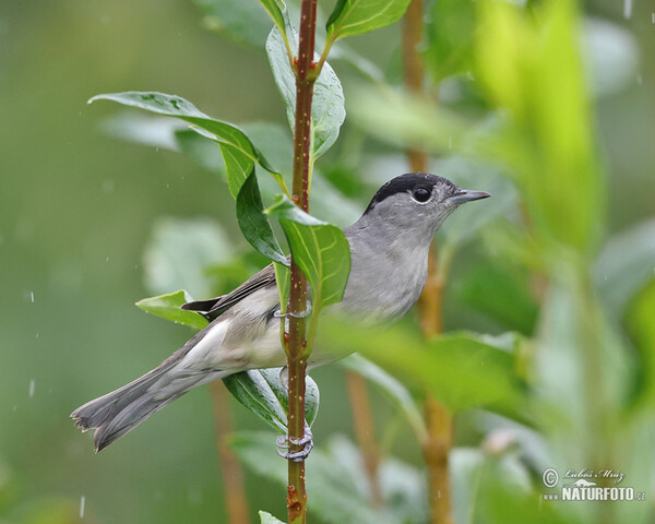 Blackcap (Sylvia atricapilla)