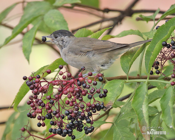 Blackcap (Sylvia atricapilla)