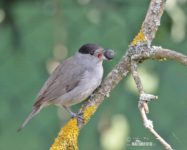 Blackcap (Sylvia atricapilla)