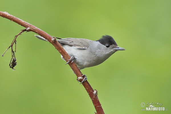 Blackcap (Sylvia atricapilla)