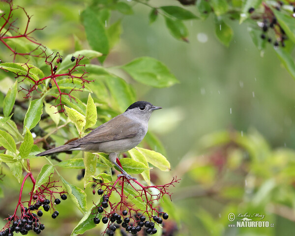 Blackcap (Sylvia atricapilla)