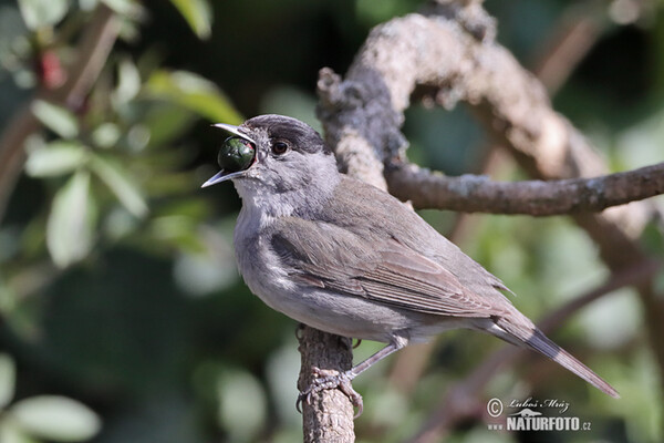 Blackcap (Sylvia atricapilla)