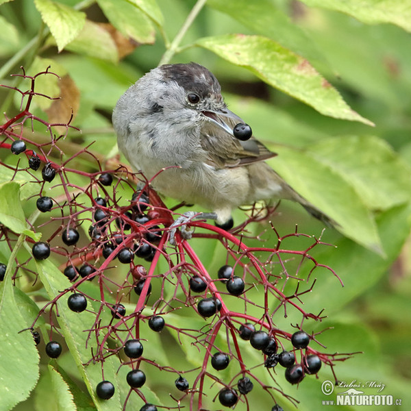 Blackcap (Sylvia atricapilla)