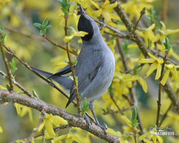 Blackcap (Sylvia atricapilla)