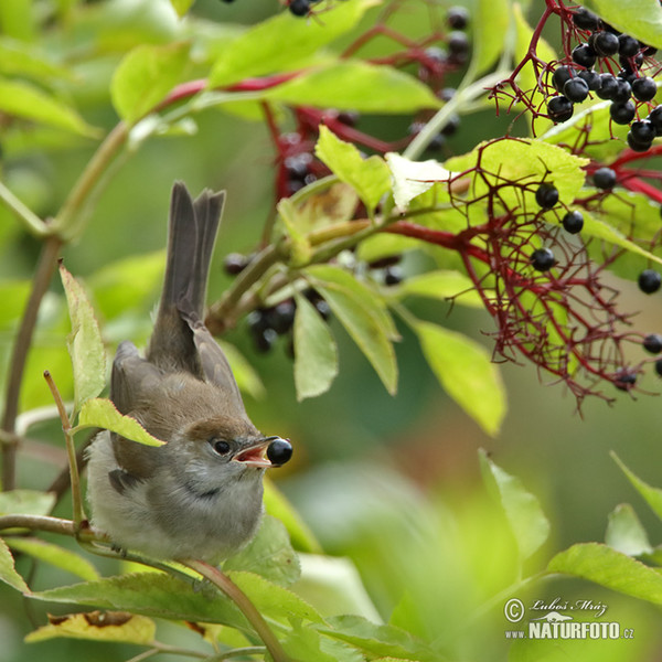 Blackcap (Sylvia atricapilla)