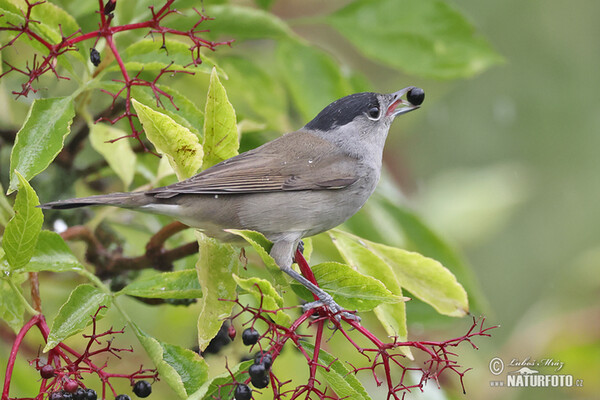 Blackcap (Sylvia atricapilla)