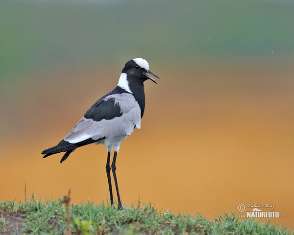 Blackshmith Lapwing (Vanellus armatus)