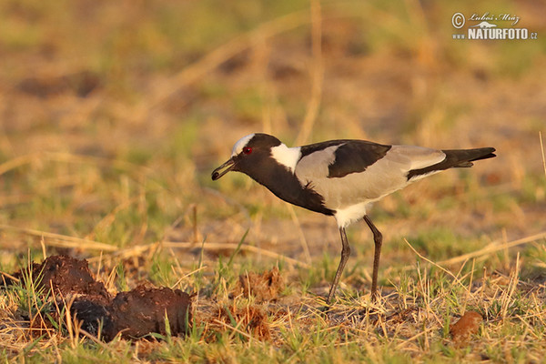 Blackshmith Lapwing (Vanellus armatus)