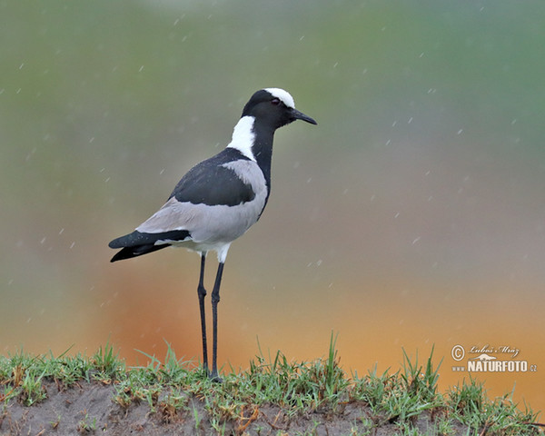 Blackshmith Lapwing (Vanellus armatus)