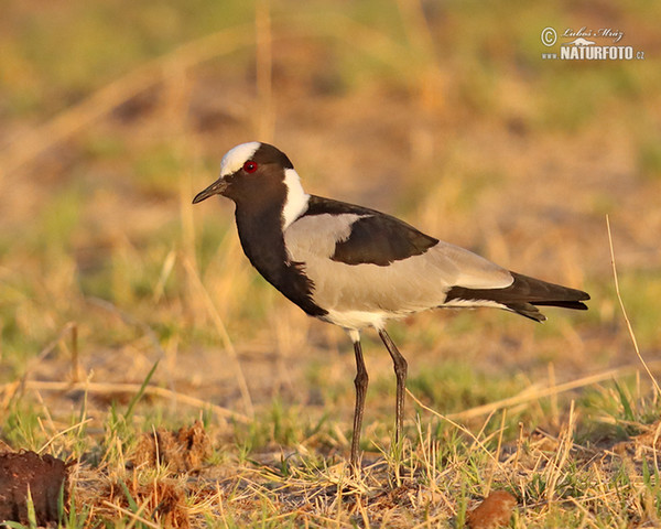 Blackshmith Lapwing (Vanellus armatus)