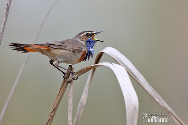 Blauwborst