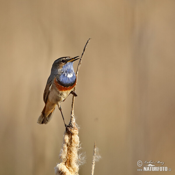 Blauwborst