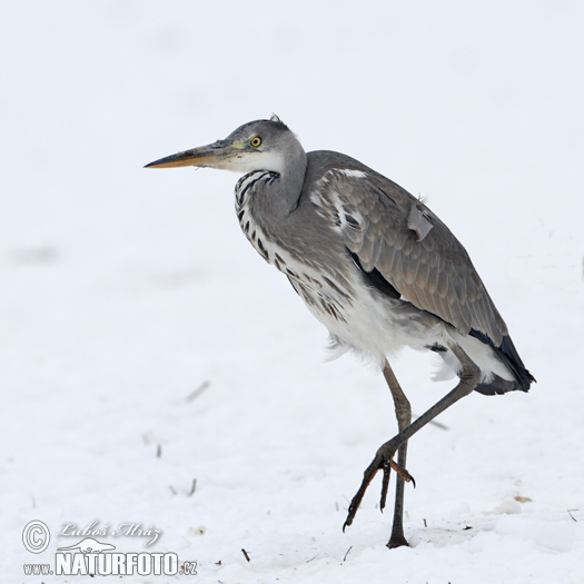 Blauwe reiger