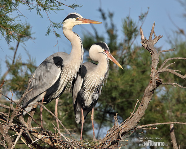 Blauwe reiger