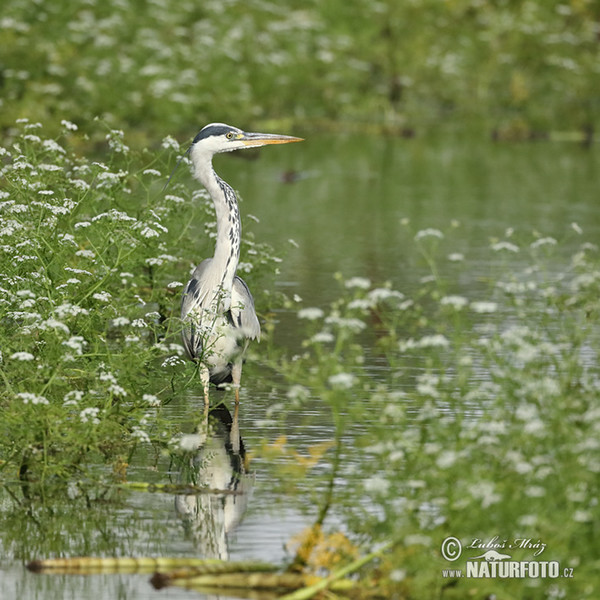 Blauwe reiger