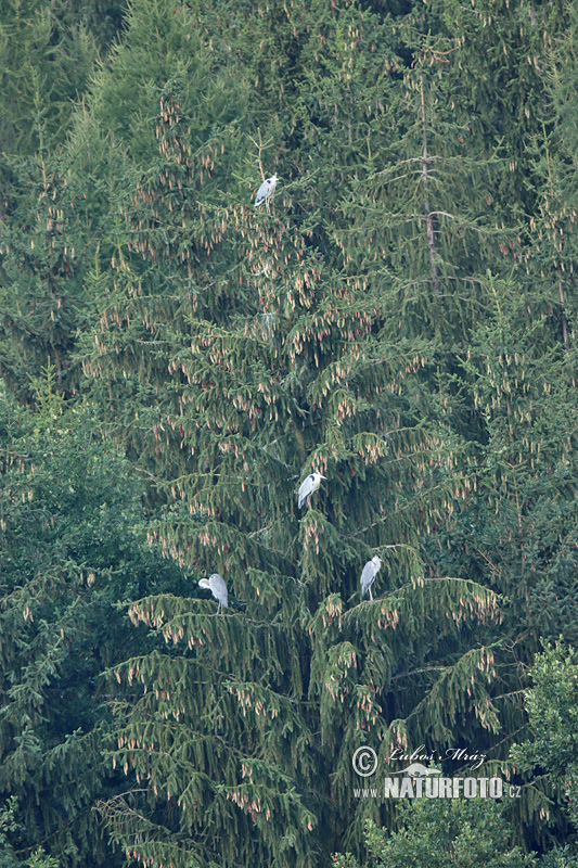 Blauwe reiger