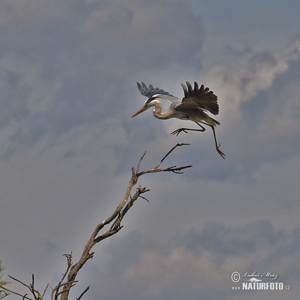 Blauwe reiger