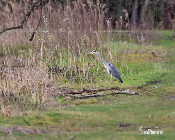 Blauwe reiger