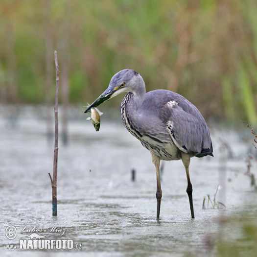 Blauwe reiger