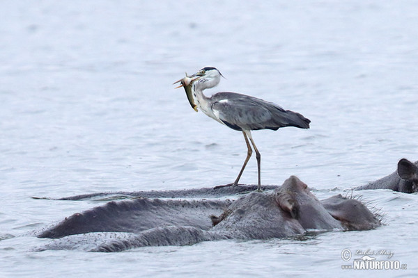 Blauwe reiger